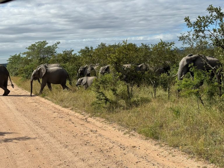 Self Drive Safaris in Africa: Best Countries, 4x4s, Park Rules and Border Paperwork