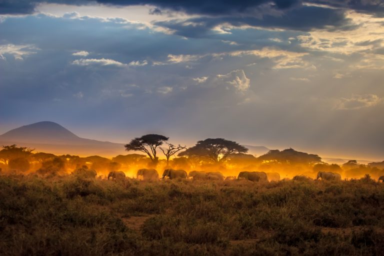 Amboseli Safari Cost and 2 to 3 Day Trips