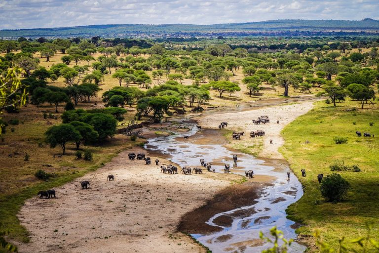 Several elephant herds walking along the sandy Tarangire River bed in the dry season