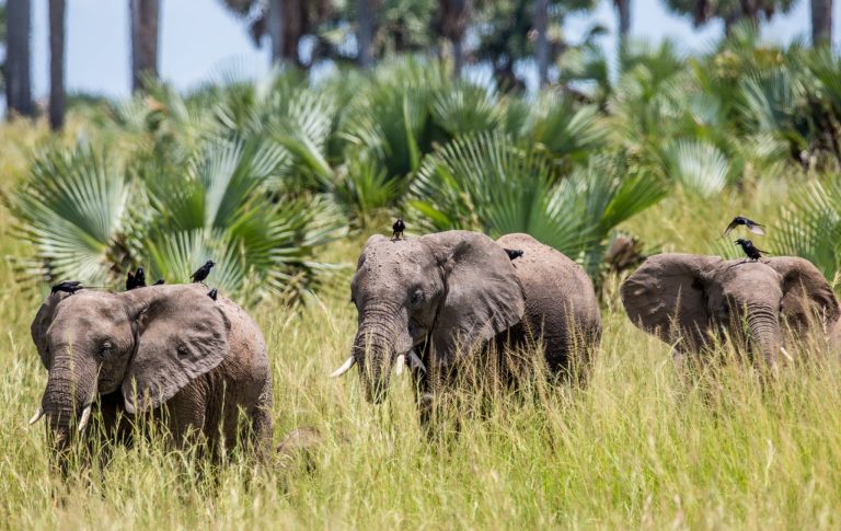 Uganda Safari Guide: Every Park, 1 to 14 Day Tours, Costs and When to Go