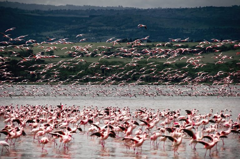 Luxury Kenya Safari Cost: Camps, Conservancies and What the Money Buys