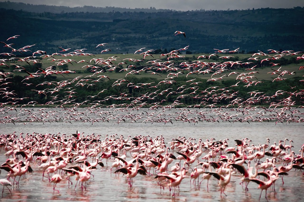 Flock of lesser flamingos lifting off a shallow Rift Valley soda lake in Kenya, with wooded hills behind
