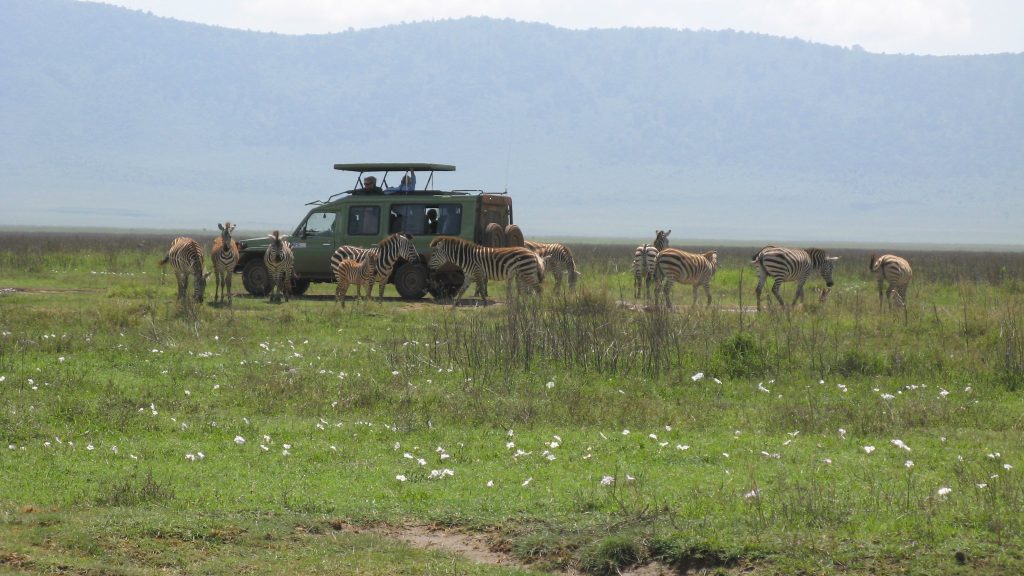 Safari vehicle among zebras and gazelles on the floor of Ngorongoro Crater