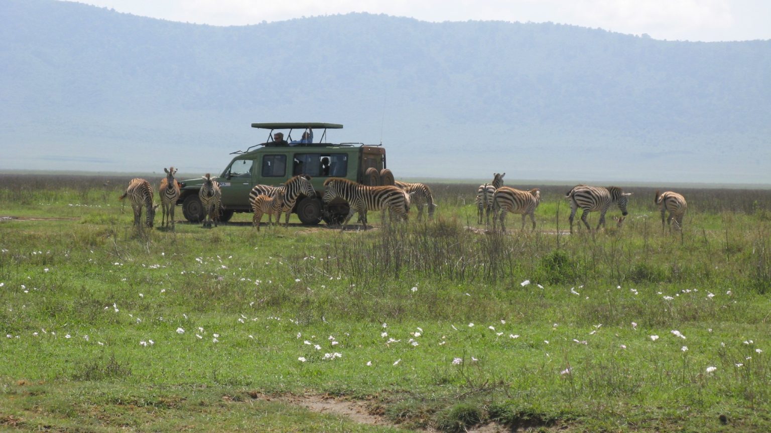 Safari vehicle among zebras and gazelles on the floor of Ngorongoro Crater