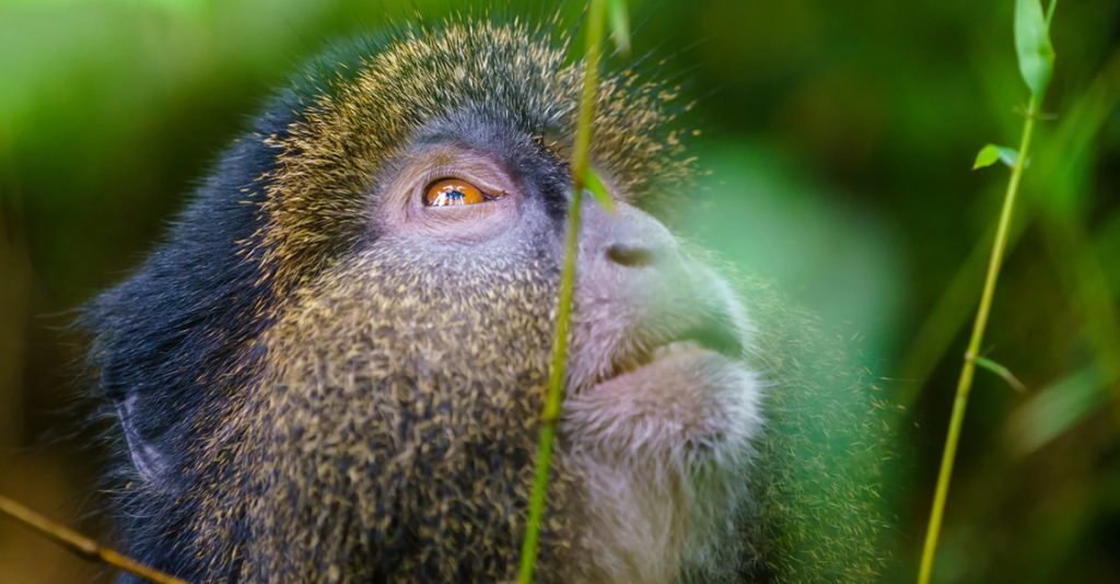 Close view of a golden monkey looking up between bamboo stems
