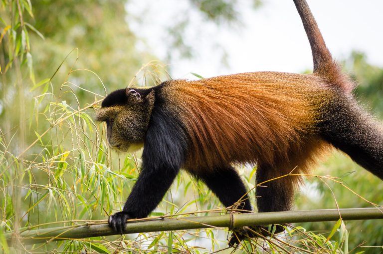 Golden monkey with an orange back and black limbs walking along a bamboo stem in Volcanoes National Park, Rwanda
