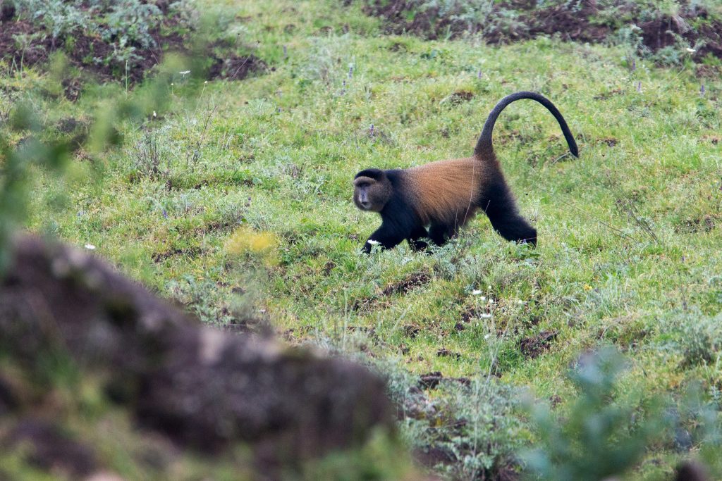 Golden monkey with an orange back walking across a grassy slope