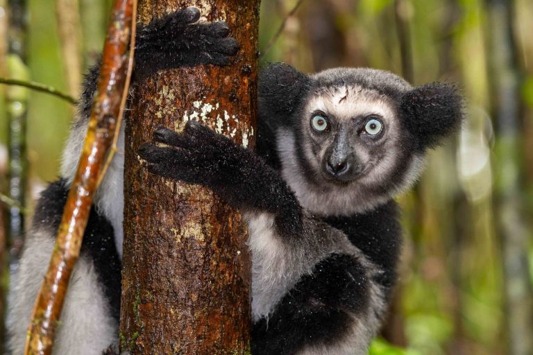 Primates of Madagascar: Lemur Species and the Best Lemur Tours