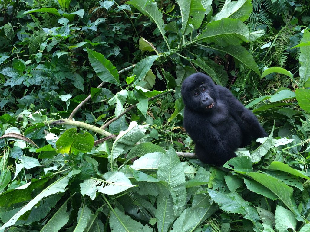 Juvenile mountain gorilla sitting in dense forest foliage