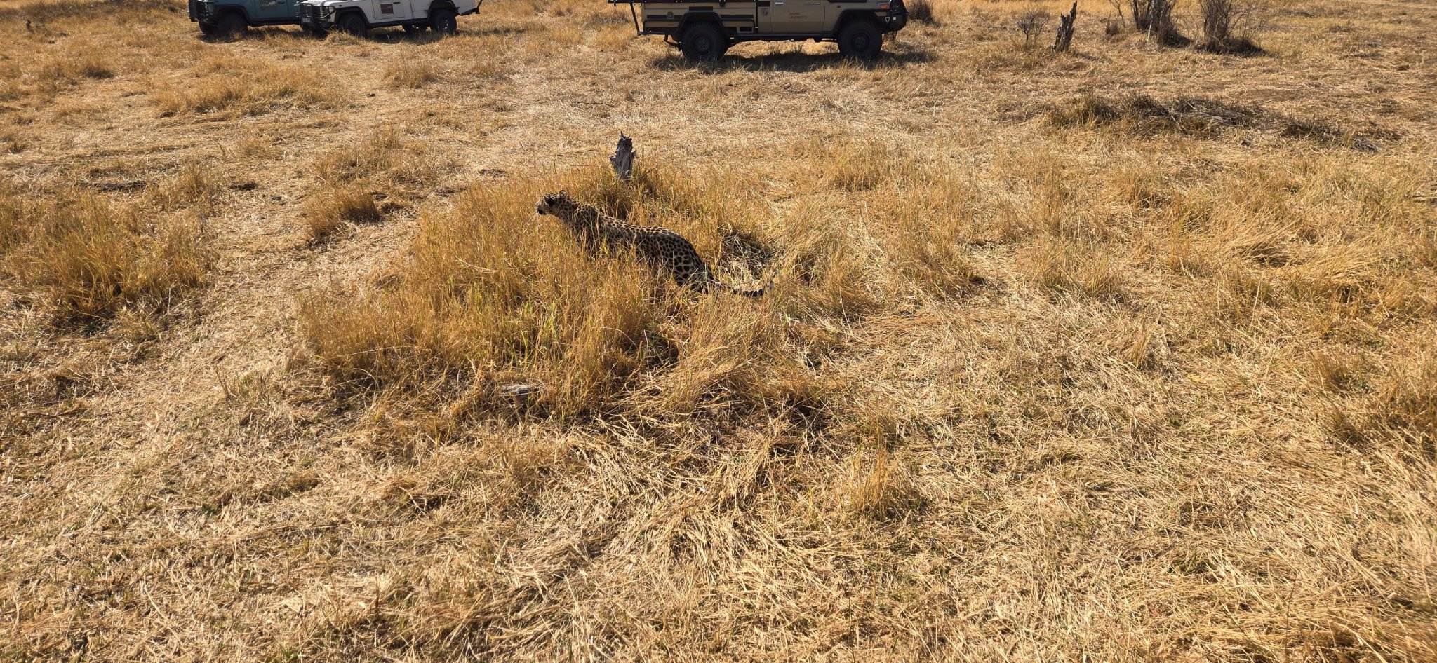Leopard moving through dry grass beside open safari vehicles in Botswana