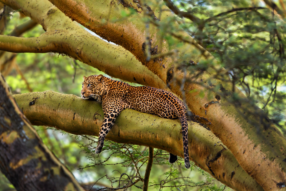 Leopard resting along the branch of a yellow fever tree in Kenya