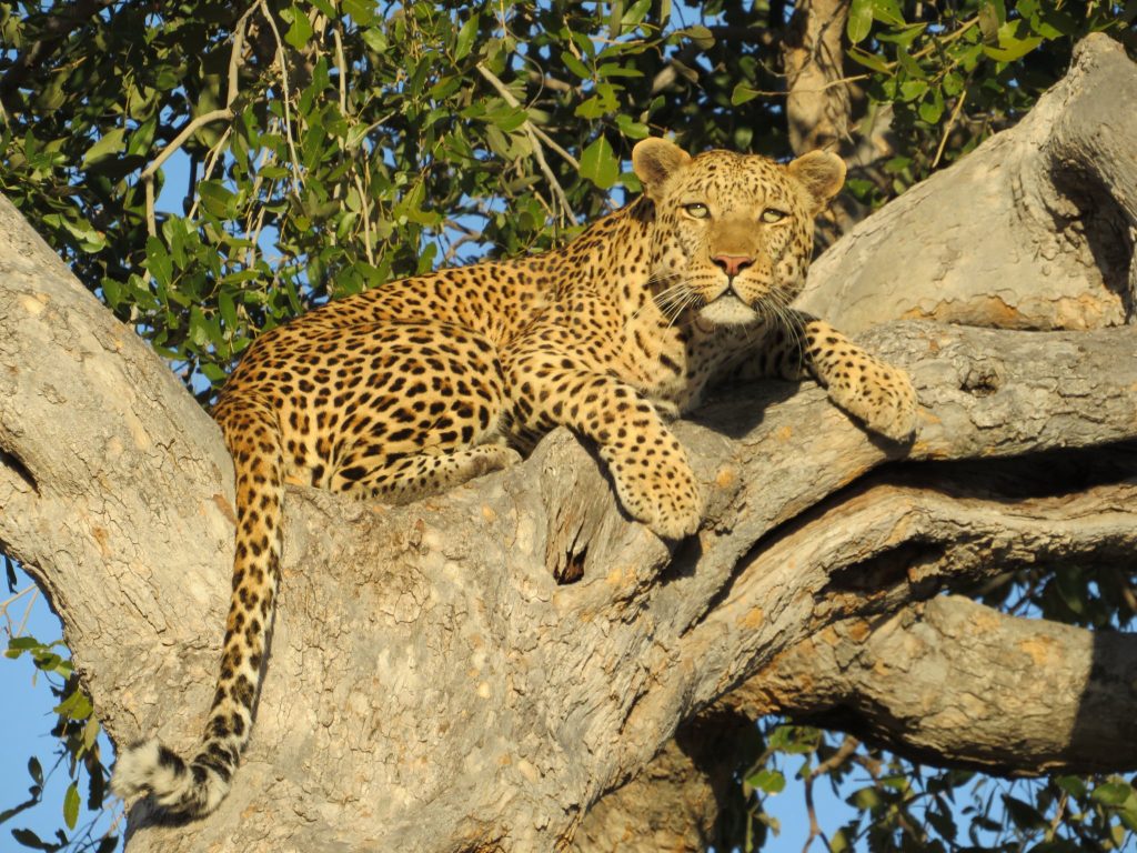 Leopard resting along a thick tree branch in Botswana