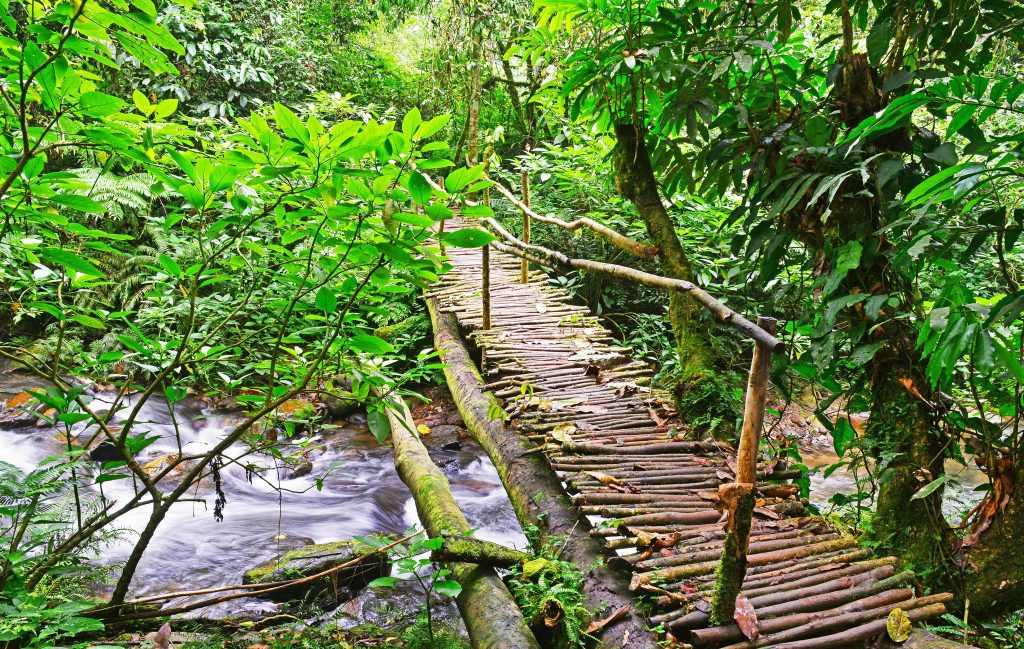 Wooden log footbridge across a fast stream on a wet rainforest trail in Uganda