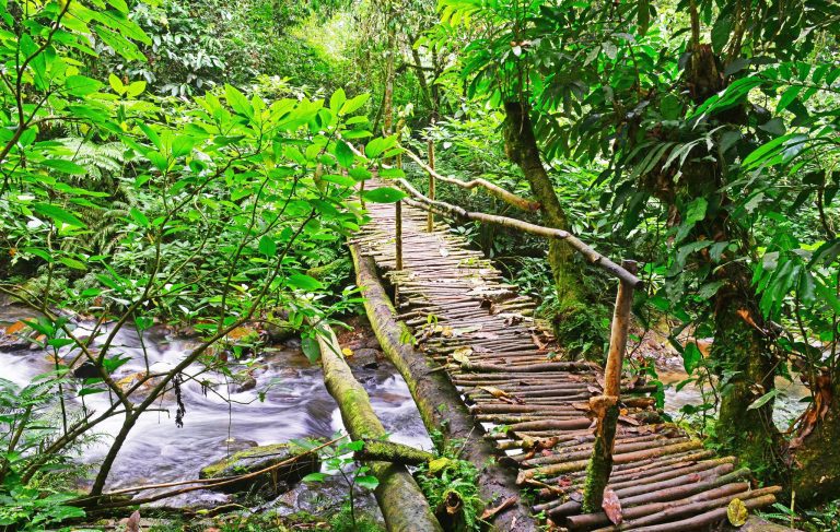 Bwindi Nature Walks: Forest Trails, Hikes and the Buhoma Village Walk