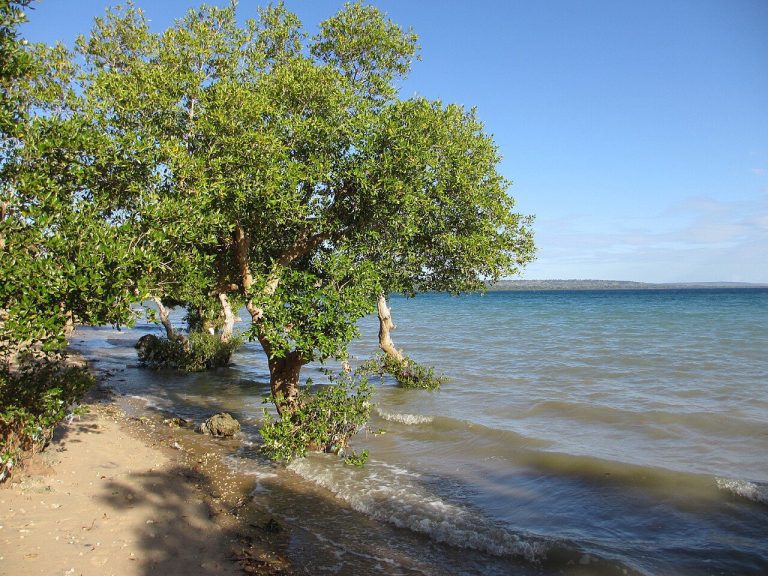 Mozambique Tours: Bazaruto, Tofo, Gorongosa, Best Time and Travel Advice