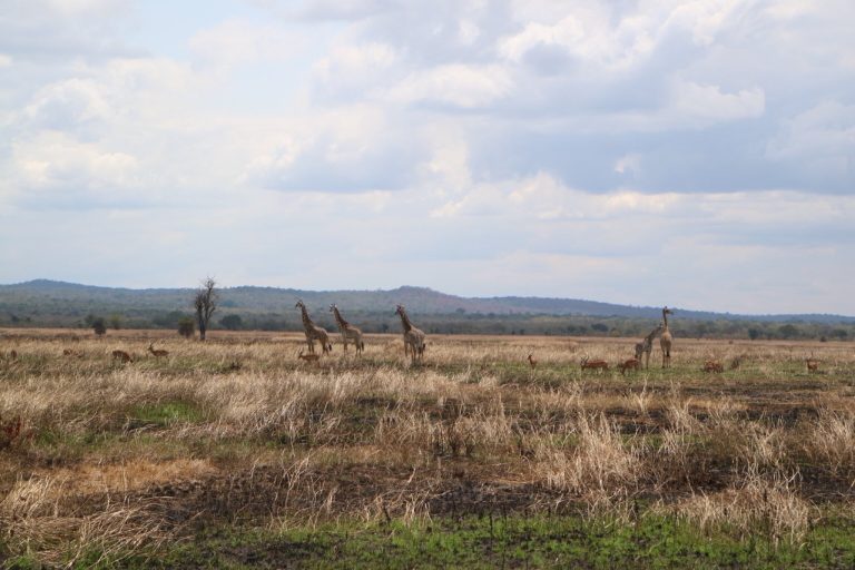 Tanzania Safari Guide: Parks, Best Time, Itineraries and Operators
