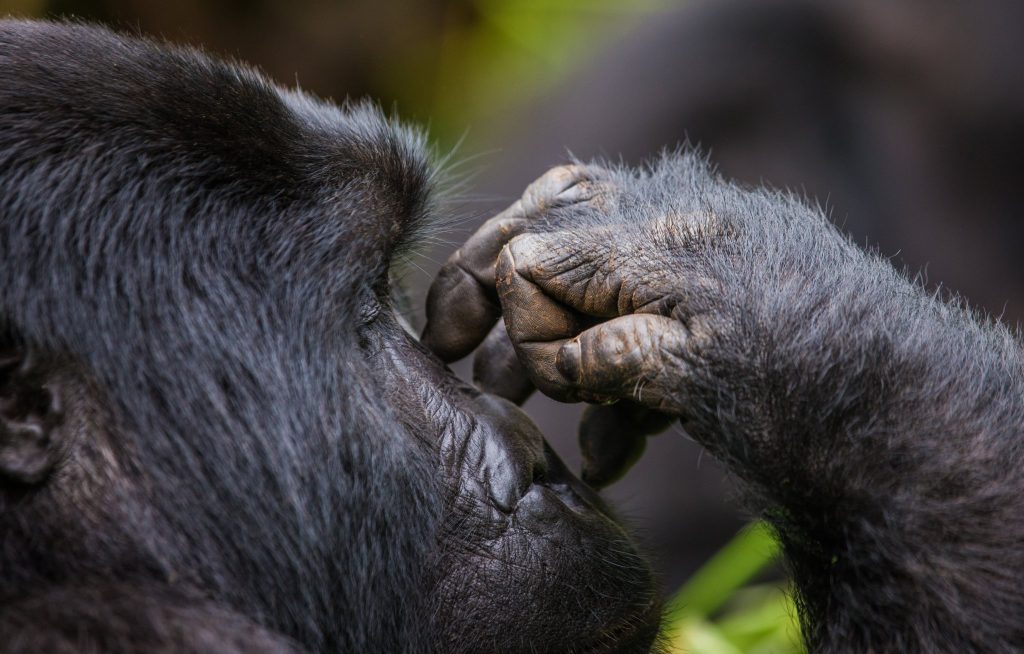 Mountain gorilla resting its hand against its face in Bwindi
