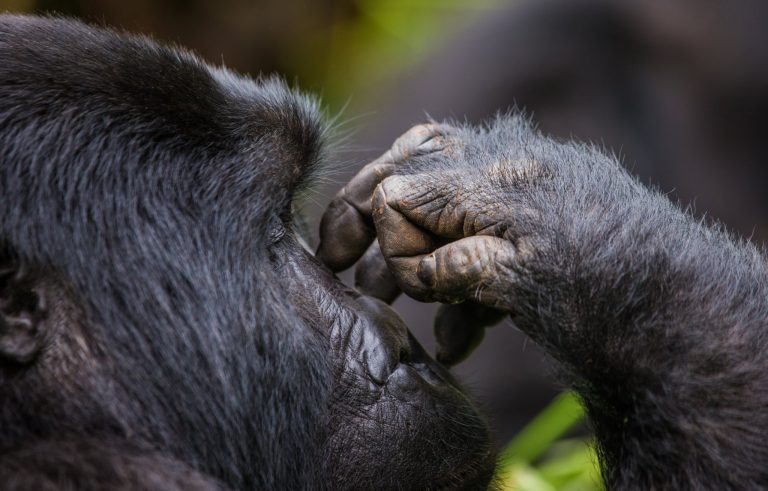 3 Day Gorilla Trekking in Uganda: Itineraries, Prices and a Rwanda Option
