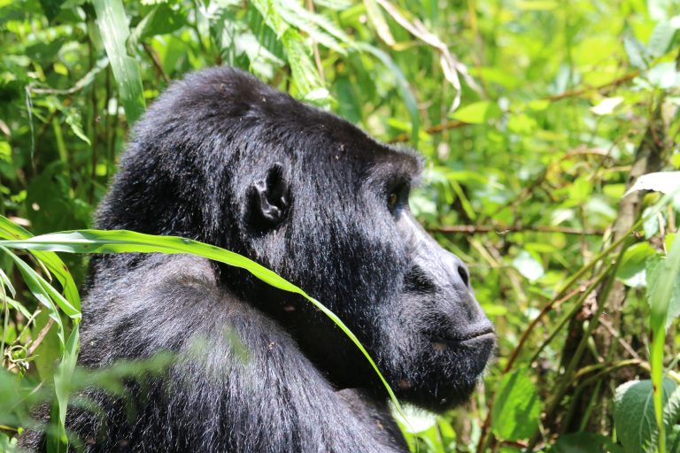 Mountain Gorilla vs Lowland Gorilla: Differences, Size and Where to See Each