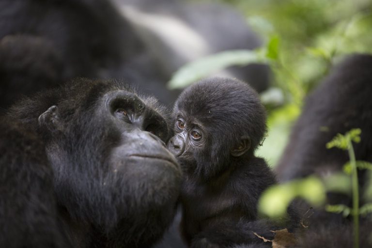 Primates in Bwindi: Gorillas, Chimpanzees, Monkeys and Other Bwindi Wildlife