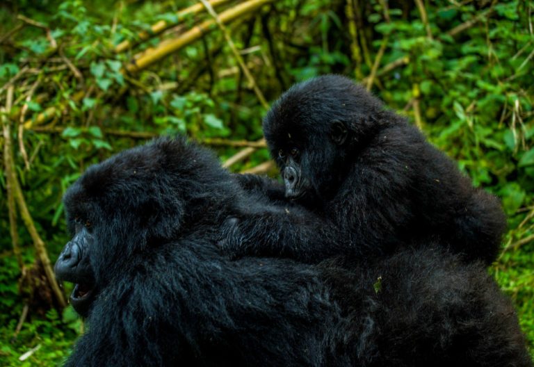Mountain gorilla mother with an infant riding on her back among bamboo in Volcanoes National Park, Rwanda