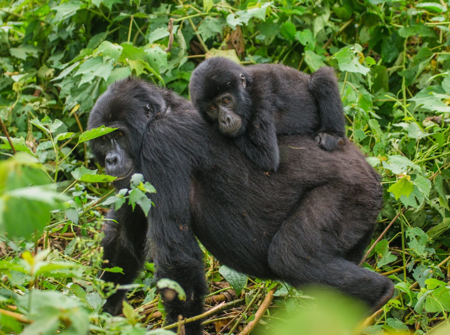 Female mountain gorilla carrying her infant on her back in Bwindi Impenetrable Forest