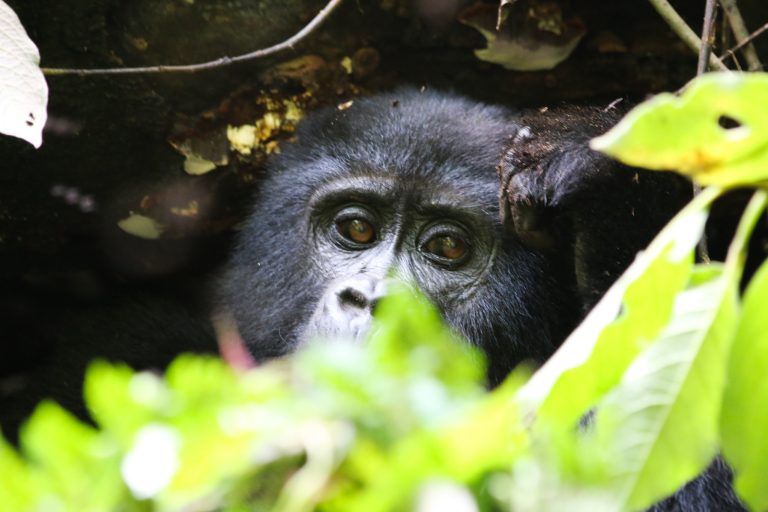 Are There Gorillas in Kenya? East African Safari and Gorilla Trekking Guide