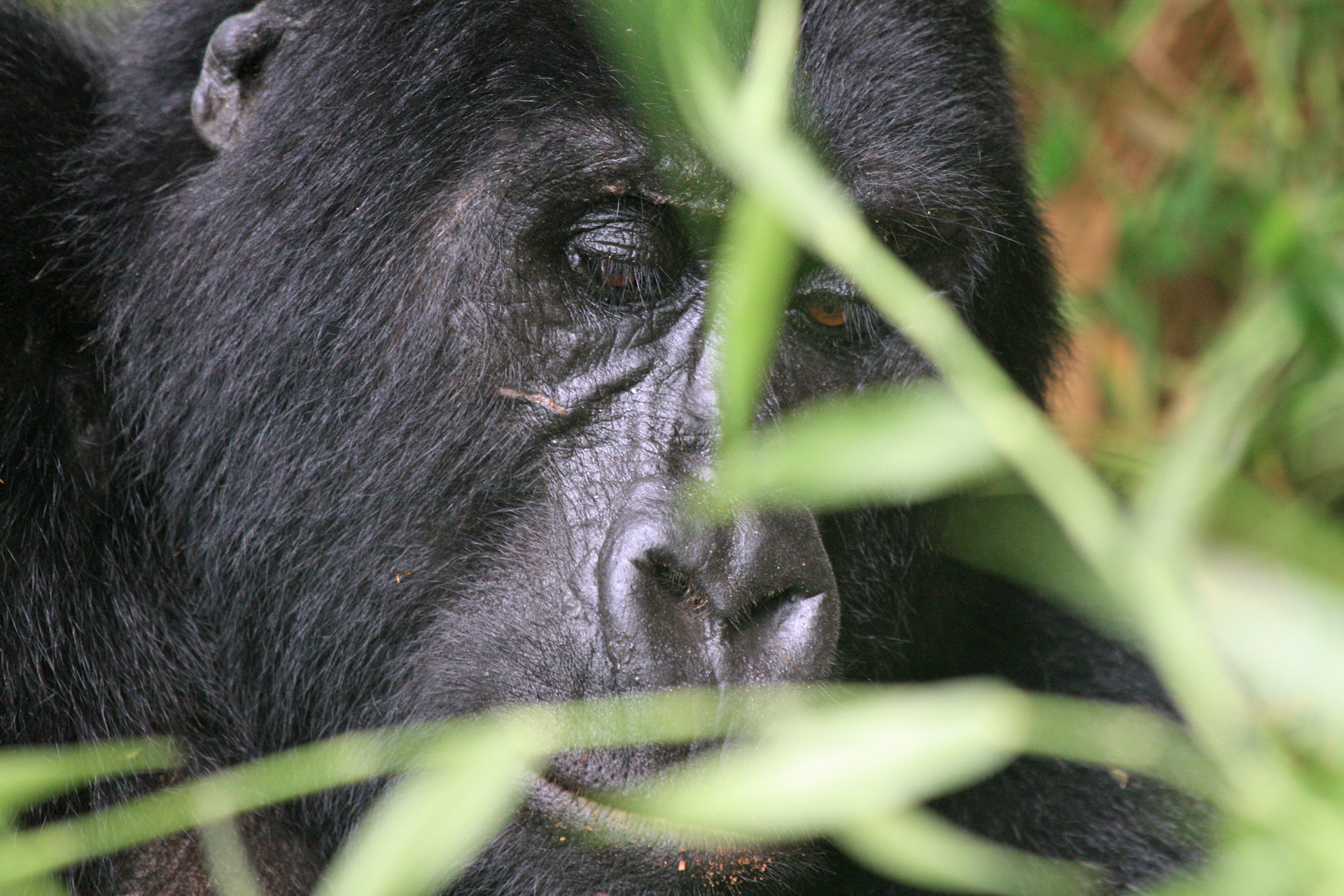 Uganda Gorilla Tours: Sample Trips, Inclusions and Prices
