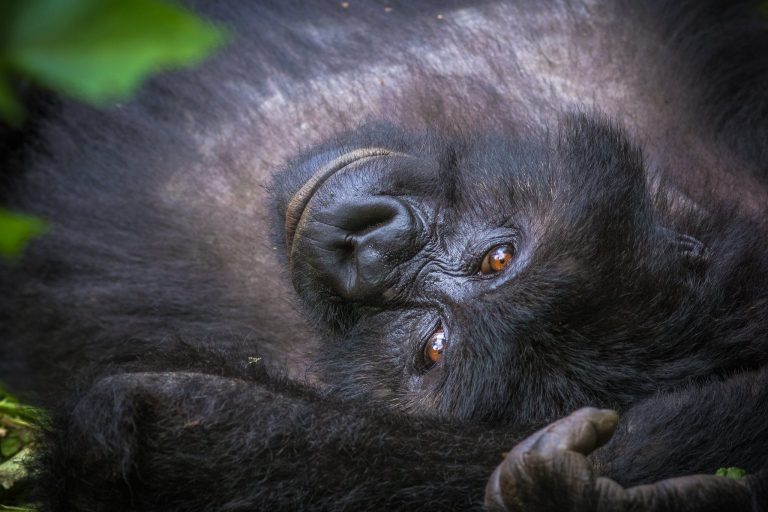 Congo Gorilla Trekking: Virunga, Kahuzi-Biega and Odzala Status