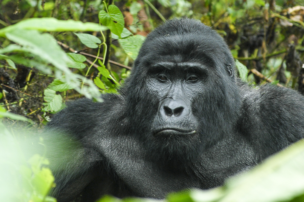 Adult gorilla of the Nshongi group sitting among leaves in Rushaga, Bwindi