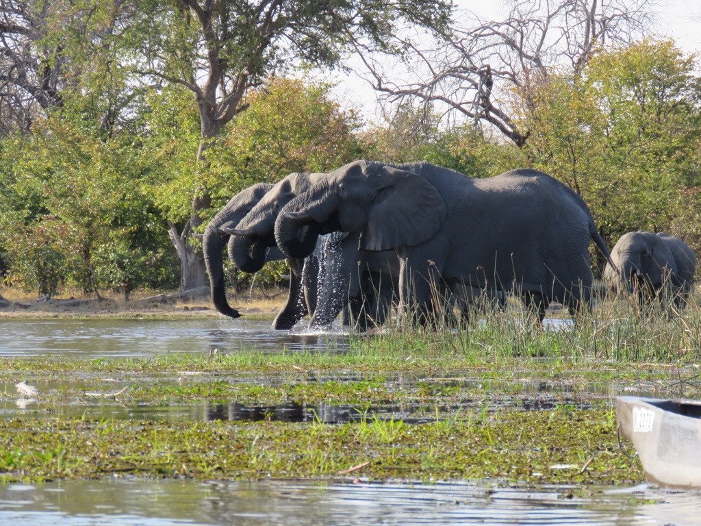 Elephants drinking at the water's edge seen from a mokoro canoe in the Okavango Delta