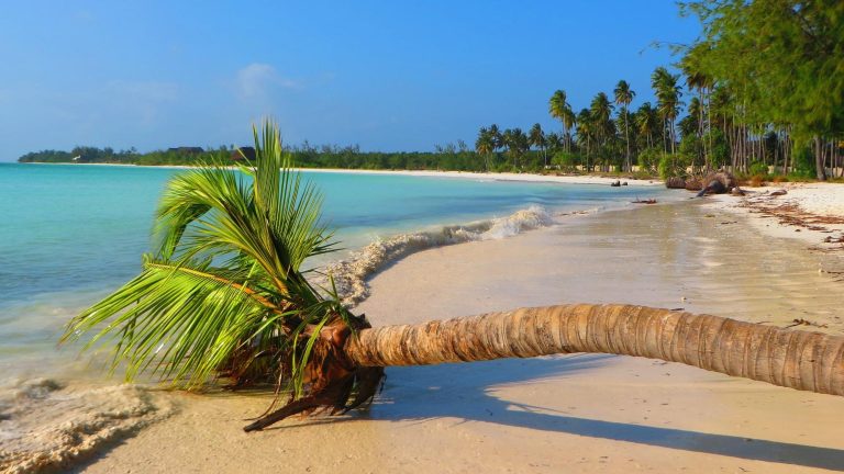 Leaning palm tree on a white sand beach beside turquoise water in Zanzibar