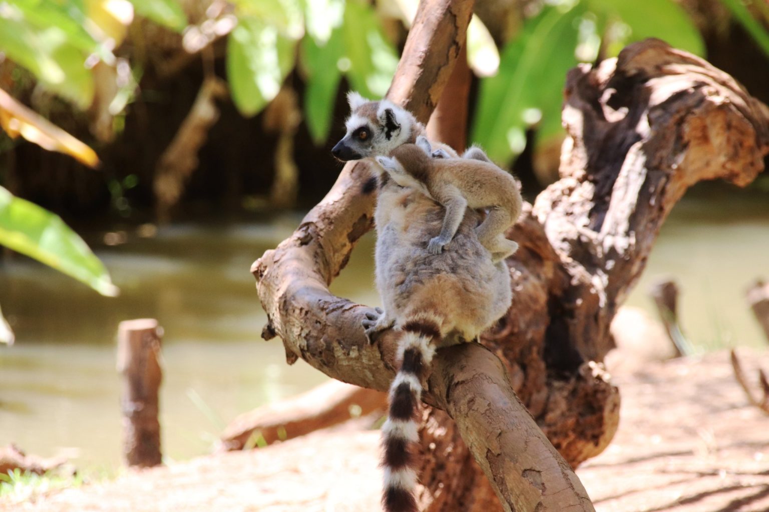 Ring tailed lemur carrying a baby on its back on a branch in Madagascar