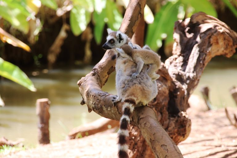 Madagascar and Uganda Itinerary: Lemurs and Gorilla Trekking Combined