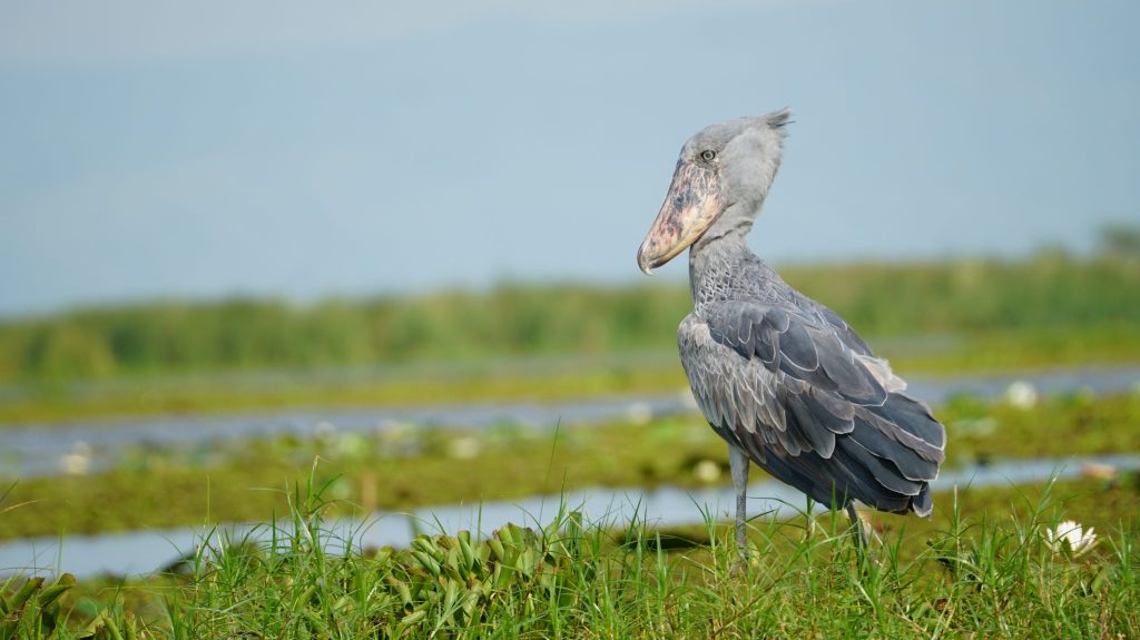 Shoebill standing in a green wetland in Uganda