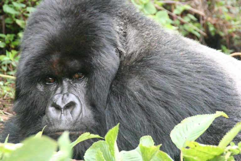 Silverback Gorilla Facts: Size, Behaviour, Lifespan and Where to See Them