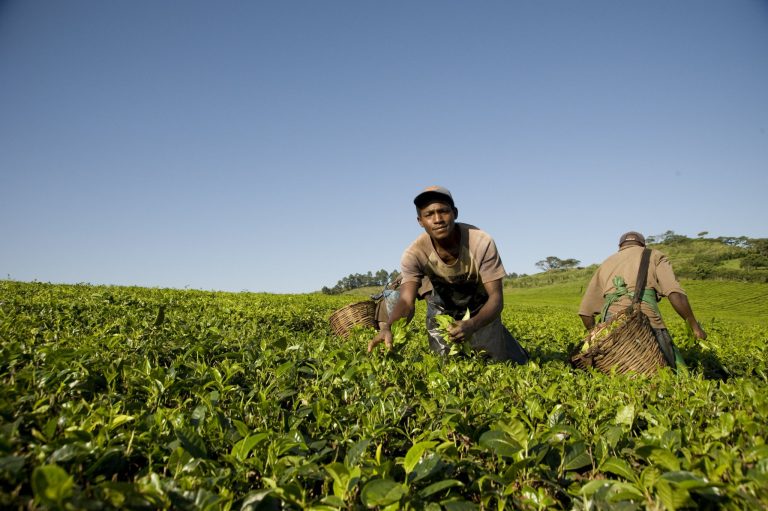 Agro Tourism in Uganda