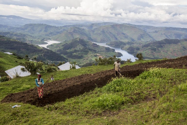4 Day Gorilla Trekking Safari in Uganda: Bunyonyi, Queen Elizabeth or Mburo
