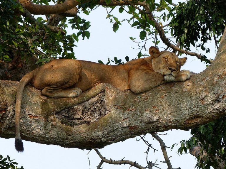 Tree Climbing Lions In Uganda, Queen Elizabeth National Park