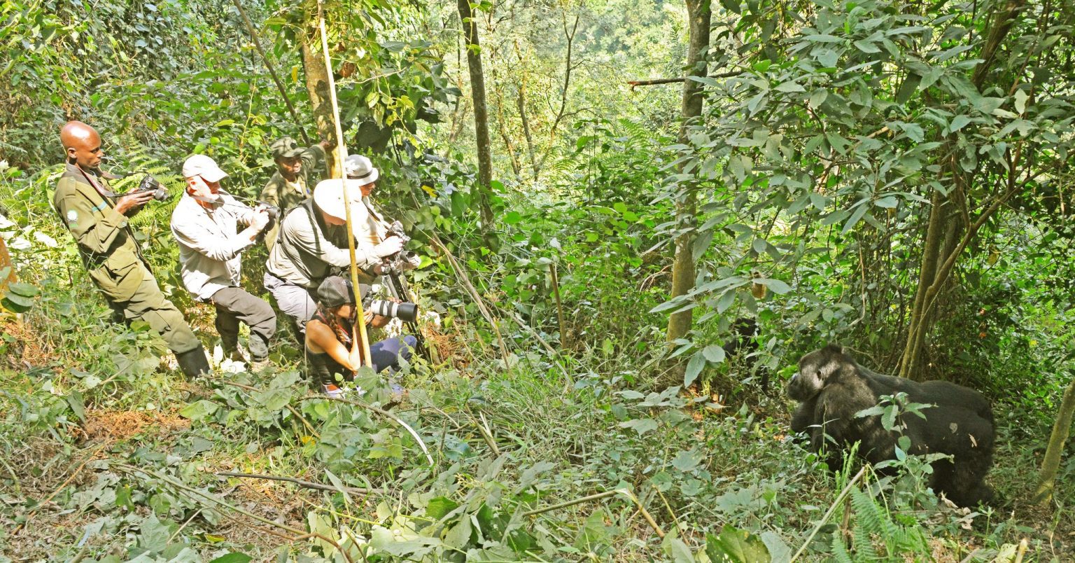 A Uganda Wildlife Authority ranger and trekkers with cameras watching a silverback mountain gorilla in the Bwindi undergrowth