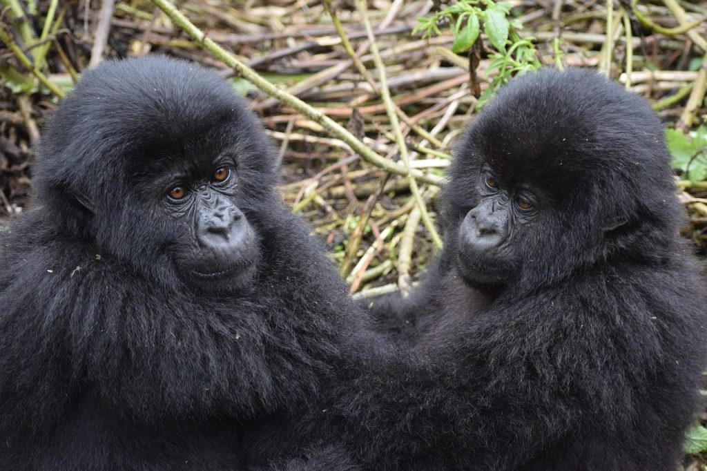 Two juvenile mountain gorillas sitting side by side in flattened vegetation
