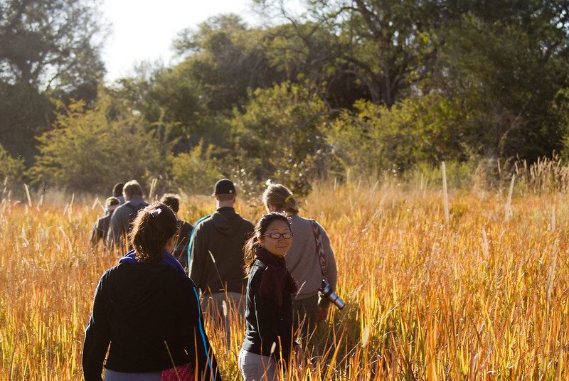 A walking safari group in single file through tall dry grass in the Okavango