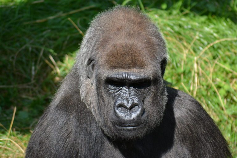 Visit the Gorillas of Gabon: Gorilla Trekking Tours