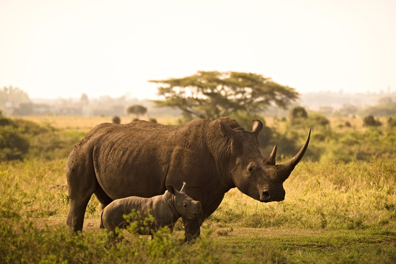 White rhino mother and her calf standing in green grass below an acacia on a Kenya safari