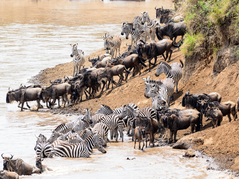 Wildebeest and zebra plunging down a muddy bank into the Mara River