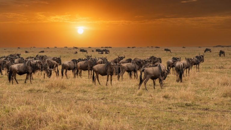Wildebeest herd grazing on open Serengeti grassland at sunset