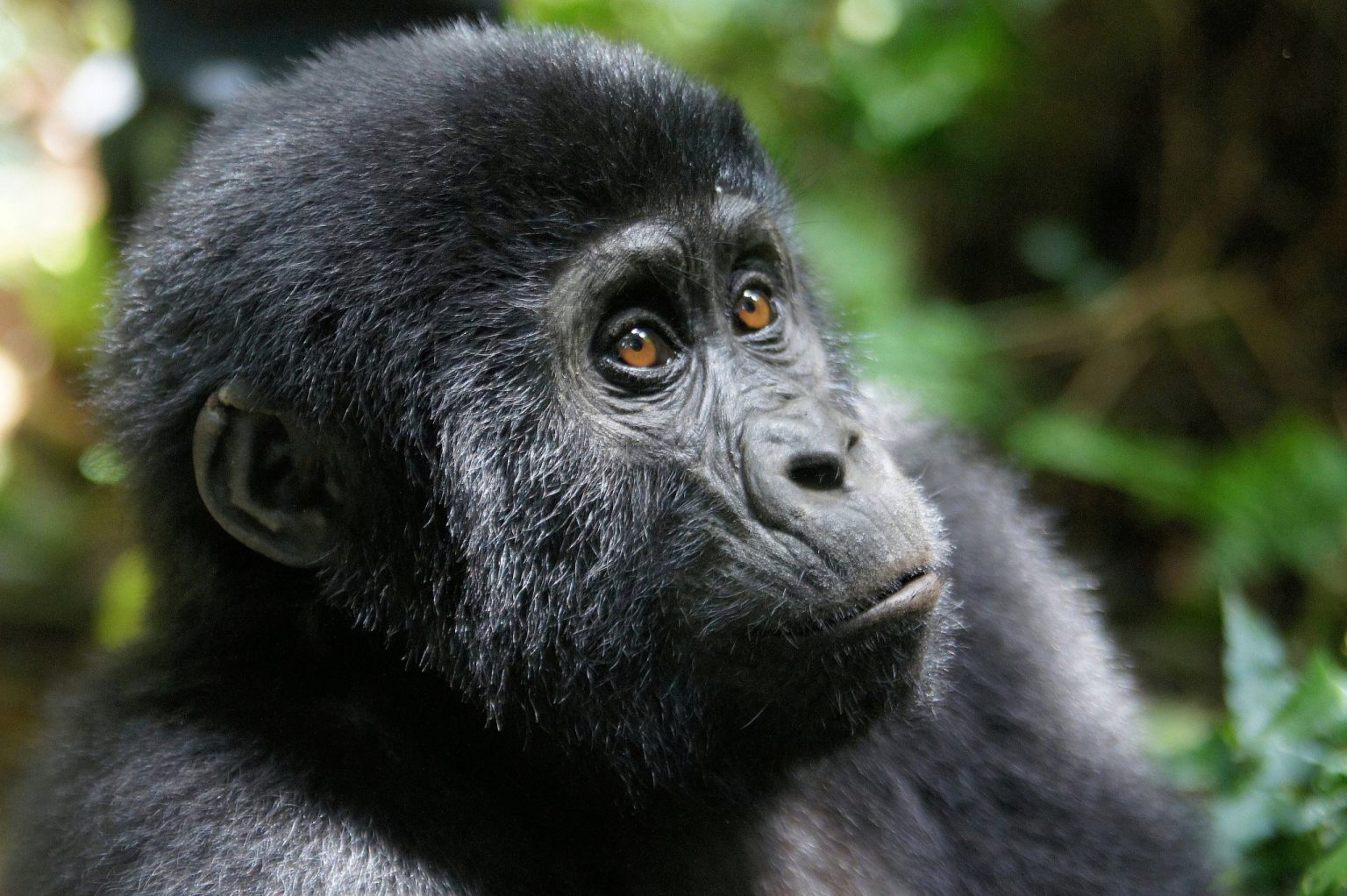 Young mountain gorilla with amber eyes sitting in the Bwindi undergrowth