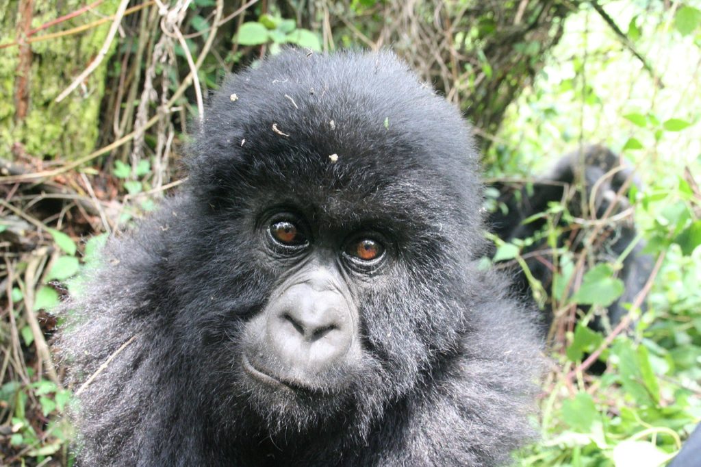 Close view of a young mountain gorilla face among leaves