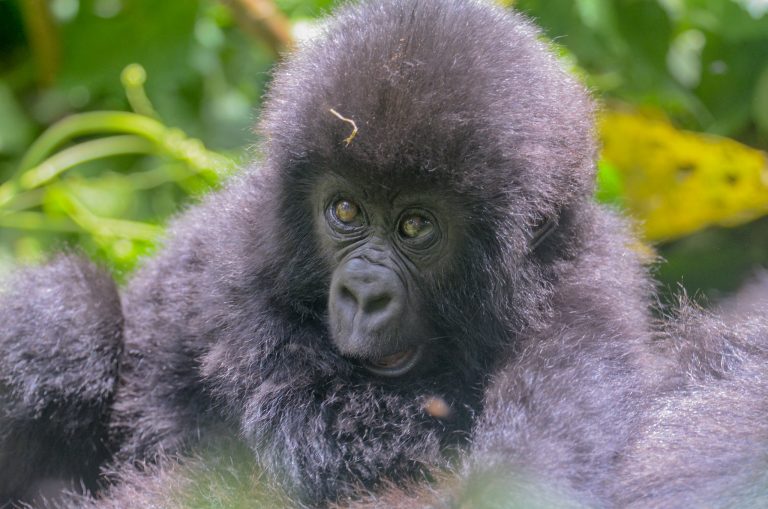 Best Daypacks for Gorilla Trekking