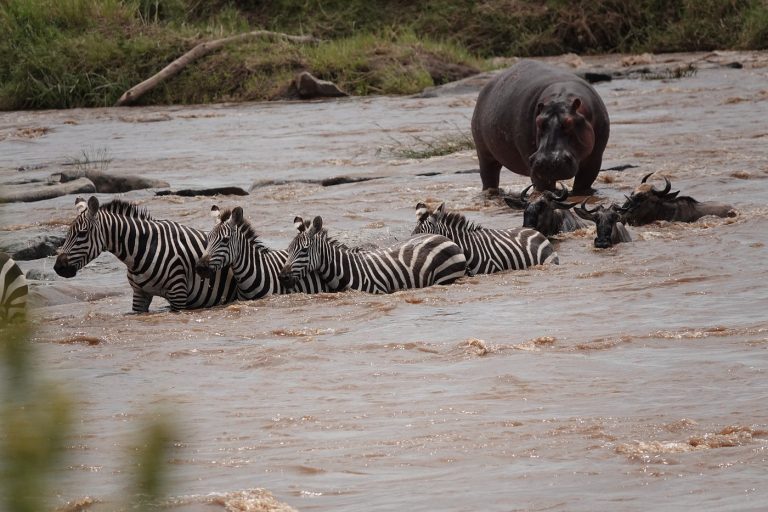 Zebras wading through the brown Mara River with a hippo standing behind them